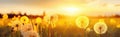 Close-up panorama of yellow dandelion flowers at sunset, forest background