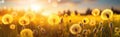 Close-up panorama of yellow dandelion flowers at sunset, meadow background