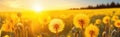 Close-up panorama of yellow dandelion flowers at sunset, summer background