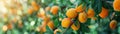 Close-up panoramic image of ripe juicy peaches on a tree branch. Royalty Free Stock Photo