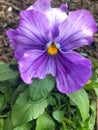 Close up of pansy flower
