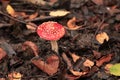 Close-up on an Panther Amanita