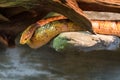 Close up on pantherophis guttatus on the rock Royalty Free Stock Photo