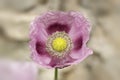 Close-up on a papaver flower