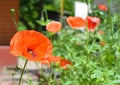 A close up on papaver rhoeas, common corn poppy, field red poppy flowers blooming in the backyard of the house in summer Royalty Free Stock Photo