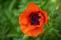 Close-up of papaver rhoeas flower on the summer meadow Royalty Free Stock Photo