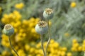 Close Up Papaver Sominoferum Plant At Muiden The Netherlands 13-7-2023