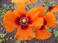 Close up of Papaver tenuifolium flower in wild , flora Iran