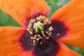 Close up of Papaver tenuifolium flower in wild , flora Iran