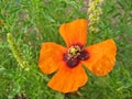 Close up of Papaver tenuifolium flower in wild , flora Iran