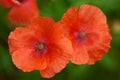 Close up of Papaver tenuifolium flowers on a meadow