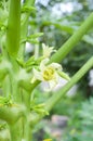 Papaya flower in vegetable garden