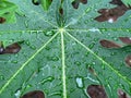 close up of papaya leaf with raindrops. Fresh green natural papaya leaves texture . there is a raindrops at the top of the leaf