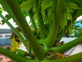 Close-up of papaya leaves stem