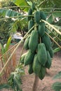 Close up papaya tree