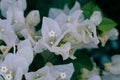 close up of paper flower or Lesser bougainvillea flowers