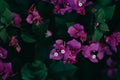 close up of paper flower or Lesser bougainvillea flowers