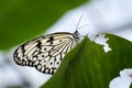 Close-Up of Paper Kite Butterfly Sitting on a Leaf Royalty Free Stock Photo