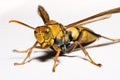 Close up of a Paper Wasp of the genus Polistes family Vespidae,