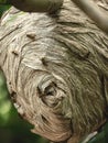 Close Up Paper Wasp Hive Colony in Forest Tree