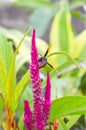 Paper wasp on pink flower in nature garden Royalty Free Stock Photo