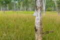 Close up of paperbark eucalyptus trunk texture and long fresh green grass