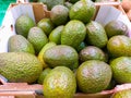 a paperboard box at the market plenty of tasty brilliant green avocados just harvested ready to be sold to customers Royalty Free Stock Photo