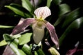 Close up of paphiopedilum in nature.