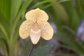 Close-up of Paphiopedilum orchid on green leaves background. The petals in light yellow with brown dots scattered throughout the p