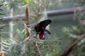 Close up of a Papilio Rumanzovia, Scarlet Mormon, butterfly perched on a plant branch Royalty Free Stock Photo