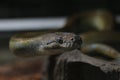 close up of Papuan Water Python or Apodora Papuana or Papuan Olive Python Royalty Free Stock Photo