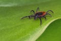 Dangerous deer tick on a green background. Ixodes ricinus