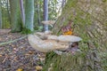 Close-up of a parasitic tree fungus on a tree trunk during the day