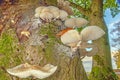 Close-up of a parasitic tree fungus on a tree trunk during the day