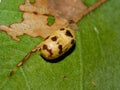 Close up of a parasitic wasp(Trichopria columbiana) cocoon, on a green leaf