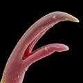 Close-up of a parasitic worm under a microscope, showcasing its hook-like Royalty Free Stock Photo