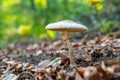 Close-up of a parasol mushroom Macrolepiota procera or Lepiota procera with green blurry forest background. Royalty Free Stock Photo