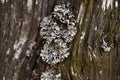 Close-up parmeliopsis and moss on bark of tree Royalty Free Stock Photo