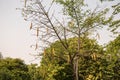 Parmentiera cereifera,Candle Tree Fruit,Candle Stick.