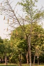 Parmentiera cereifera,Candle Tree Fruit,Candle Stick.