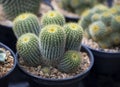 Close-up of Parodia cactus (Eriocactus), A clumping succulent plant with cylindrical-shaped and yellow sharp spines. Royalty Free Stock Photo