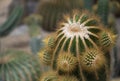 Close-up of Parodia cactus Eriocactus, a succulent plant with a green stem, round-shaped, spike, and wool on top. Royalty Free Stock Photo