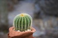 Parodia cactus Eriocactus, a succulent plant with on a terracotta pot in the rock garden. Royalty Free Stock Photo