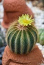 Parodia cactus Eriocactus, succulent plants with beautiful yellow flower blooming on top. Royalty Free Stock Photo