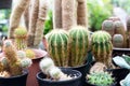 Parodia magnifica cactus and other types of cactus in a pots