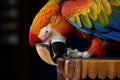 close-up of parrot beak nibbling on wooden chair leg