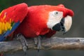Close up of parrot bird
