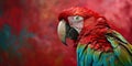 a close up of a parrot