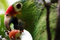 Close up of a parrot eating
