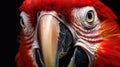 Close-up of parrot face Royalty Free Stock Photo